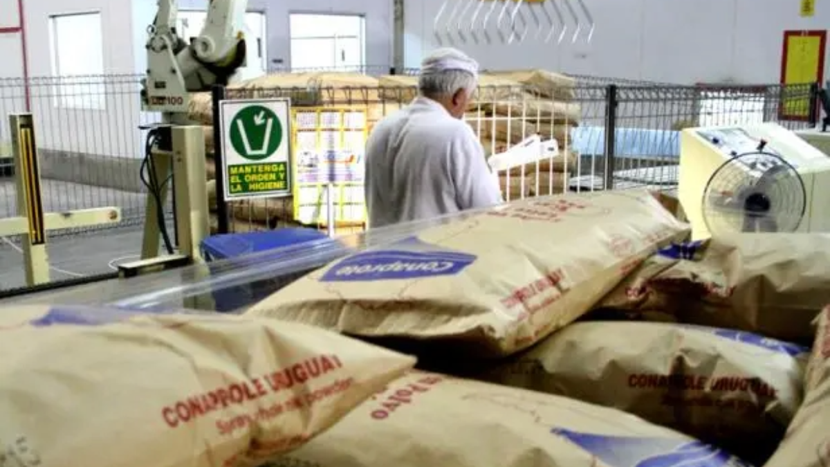 Leche en polvo